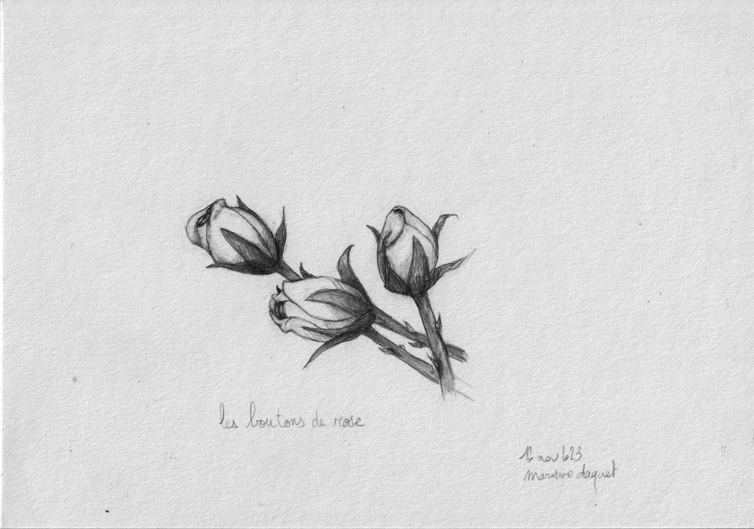 dessin crayon boutons de roses sauvages